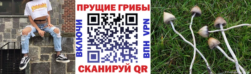 Купить где Нариманов Псилоцибиновые грибы MAGIC MUSHROOMS